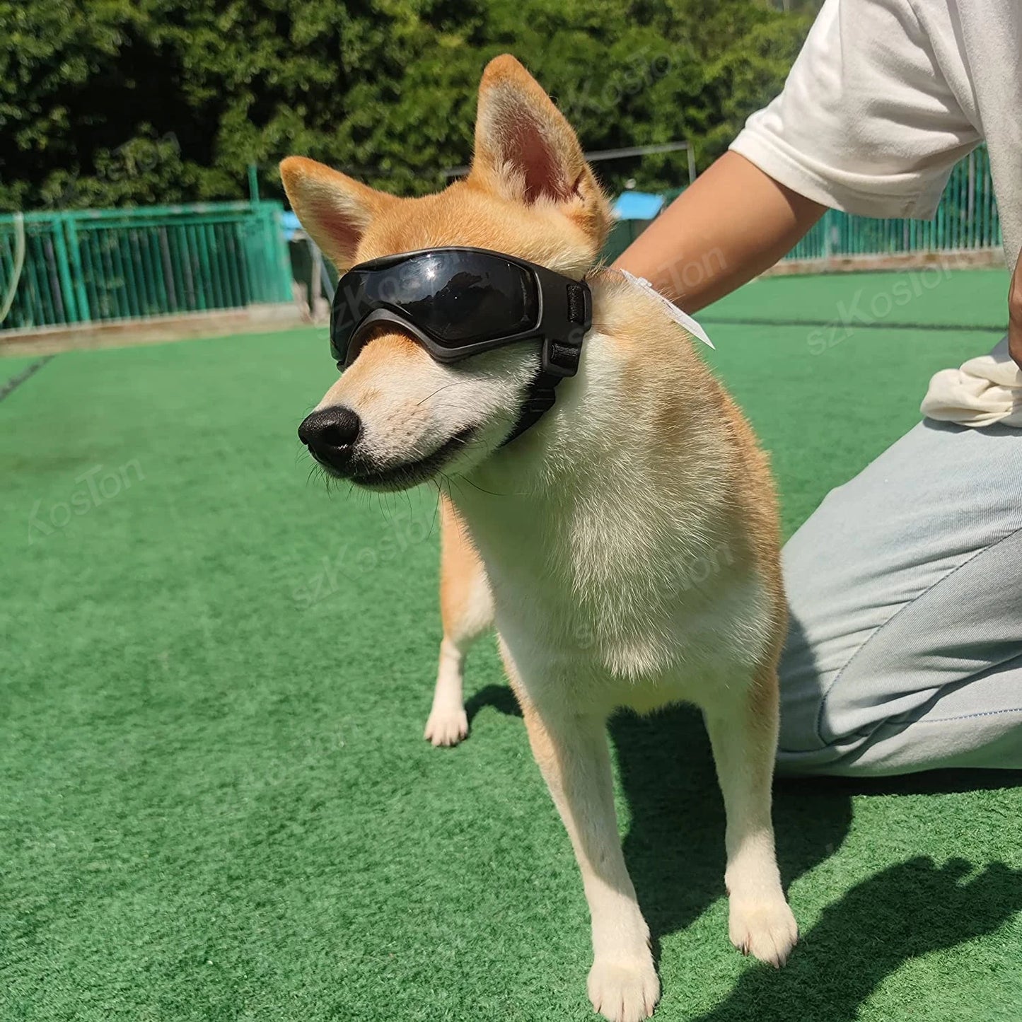 PupShades – UV Goggles for Dogs